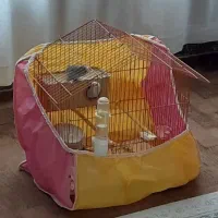 مرغ عشق مولد|پرنده|گرمی, |دیوار