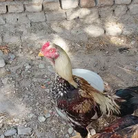 فروشگاه دو عدد خروس لاری