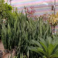 حراج واقعی سانسوریا|گل و گیاه طبیعی|مشهد, کوی المهدی|دیوار