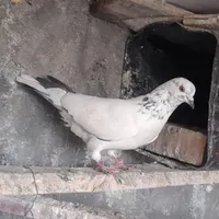 مرغ عشق