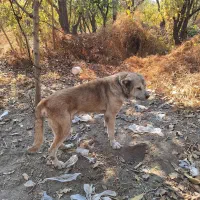 سگ پژدر سفت|سگ|قدس, شهرک دانش|دیوار