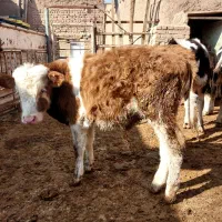 گوساله سیمنتال|حیوانات مزرعه|رامند, |دیوار