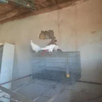 کبوتر یهودی وهومر|پرنده|ترکمانچای, |دیوار