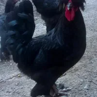 خروس تزئینی جوان