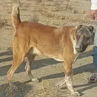 شاه توله افغان ۲ساله