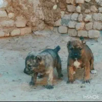 واگذاری گناه داره