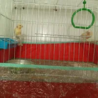 قناری|پرنده|داراب, |دیوار