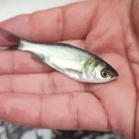 کپور ریز مو جود شد