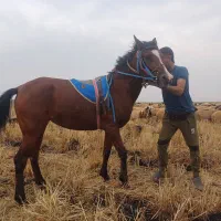 شوشتر شعیبیه|اسب و تجهیزات اسب‌سواری|شوشتر, |دیوار