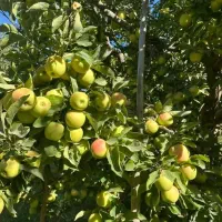 کود تقویتی کروا جهت رشد و افزایش ثمر درختان