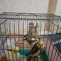 تعداد زیادی عروس هلندی