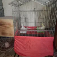 عروس هلندی وفنج|پرنده|بندرعباس, |دیوار