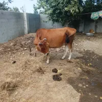 گاو
