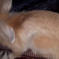 خرگوش خوشمزه