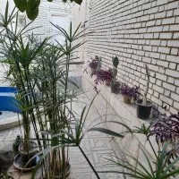 گل مردابی  پتوس پدیدالانتوس