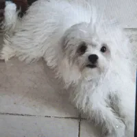 واگذاری سگ میکس پودل مالتیز|سگ|مبارکه, |دیوار