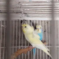 مرغ عشق پروانه ای دوگل فول