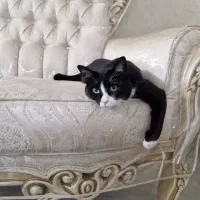 واگذاری  گربم  کاملا رایگان با کلیه وسایل