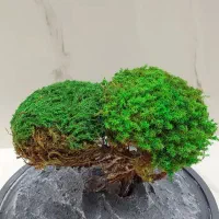 رزجاودان و درخت جاودان|گل و گیاه طبیعی|مشهد, فلسطین|دیوار