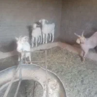 گوسفند|حیوانات مزرعه|بیرجند, |دیوار