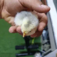 جوجه مرغ|حیوانات مزرعه|اهواز, طالقانی|دیوار