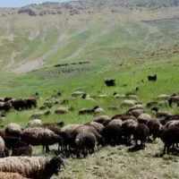 گوسفنده زنده و گوشت هم موجود میباشد