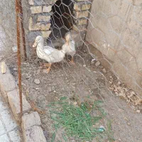 فروش ۲اردک به قیمت۵۰۰۰۰