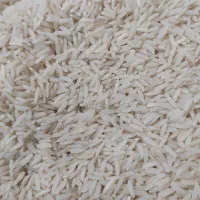 برنج طارم هاشمی امساله با عطر و طعم بی نظیر