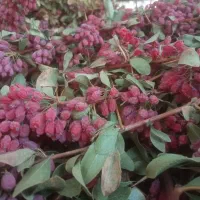 زرشک پفکی فروشی