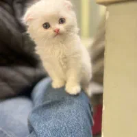 اسکاتیش سفید اصل