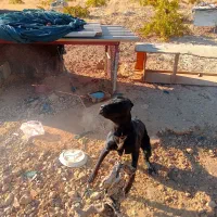 واگذاری سگ دوبرمن|سگ|شیراز, حومه شیراز|دیوار