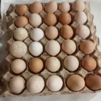 تخم مرغ ولایتی