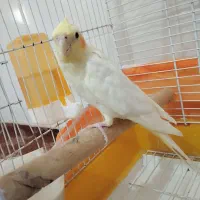 جفت عروس هلندی|پرنده|بندرعباس, |دیوار