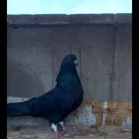 کفتر دوتا زاغ زغالی|پرنده|ری, سرتخت|دیوار