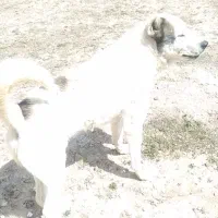 سگ گله|سگ|کبودرآهنگ, |دیوار