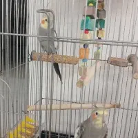 ۲ تا عروس هلندی سالم و سلامت