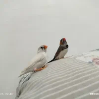فنچ