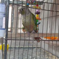 گرینجیک|پرنده|قم, باغ اشرافی|دیوار