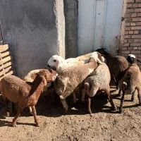 گوسفند|حیوانات مزرعه|هرسین, |دیوار