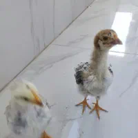 جوجه