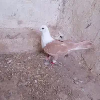 سرسفید زرد نر