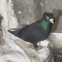 جفت اس