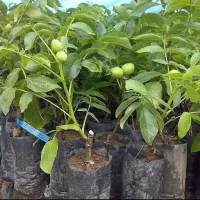 انواع نهال های ژنوتیپ گلدانی