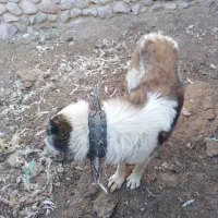 سگ گمشده درمود