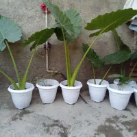 گل باباآدم بزرگ وکوچک|گل و گیاه طبیعی|گرگان, |دیوار