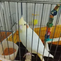 عروس هلندی گمشده