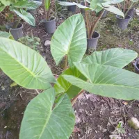 تولید وفروش انواع گلهای آپارتمانی وباغچه. ای