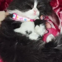 توله گربه|گربه|قم, وادی السلام|دیوار