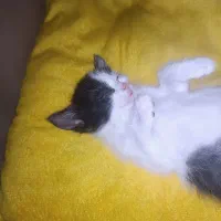 واگذاری فوری گربه|گربه|ماهان, |دیوار