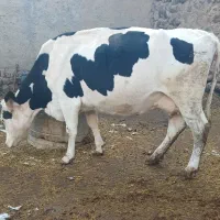 گاو گوشتی|حیوانات مزرعه|نظر کهریزی, |دیوار